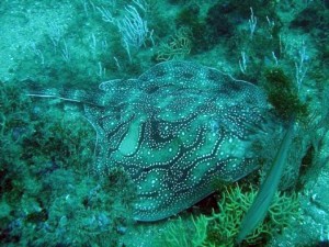 Raya mosaica (Raja undulata) en Almuñecar : Alexander Van de Ven (Dive Center)