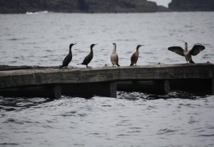 A las aves costeras, como el cormorán, les encanta posarse en las bateas / Aceytuno