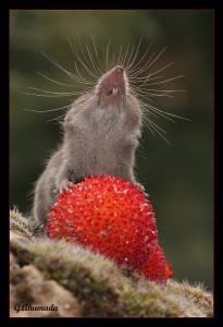 Musarañita (Suncus etruscus) con fruto de madroño / Juan Jesús González Ahumada