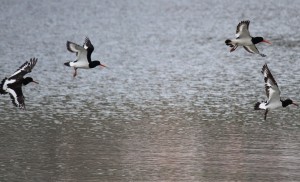 Ostreros (Haematopus ostralegus) / Aceytuno