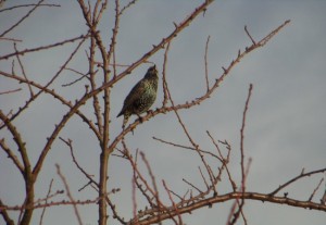 Estornino pinto (Sturnus vulgaris) recién llegado, aún solitario / Aceytuno