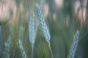 Trigo candeal (Triticum aestivum) en el RJB / Aceytuno