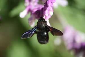 Abejorro azul  sobre salvia en el RJB/ Aceytuno