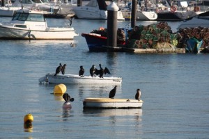 Cormoranes al sol/ Aceytuno