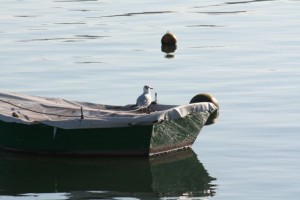 Soledad de gaviota / Aceytuno