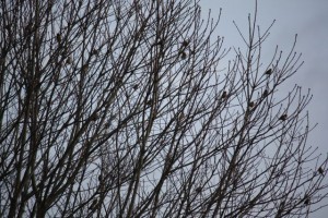 Pájaros fringílidos en las redes abiertas de las ramas/ Aceytuno