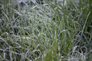 Hierba helada de cerca en la mañana 29-12-2014, primera helada del año/ Aceytuno