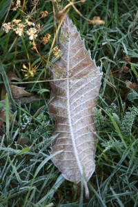 Helada sobre los nervios de la hoja del castaño, ¡cuánto le gustan las aristas al hielo! / Aceytuno