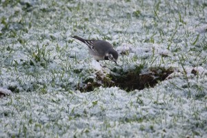 Lavandera o andarríos (Motacilla alba) / Aceytuno