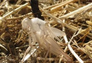 Muda de saltamontes en un rastrojo de avena / Pilar López