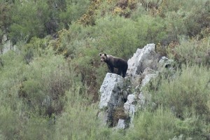 Oso pardo (Ursus arctos) en la Cordillera Cantábrica / Javier Valladares