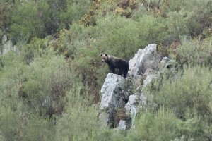 Oso pardo (Ursus arctos) en la Cordillera Cantábrica / Javier Valladares