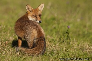 Zorro (Vulpes vulpes) hembra / Javier Valladares