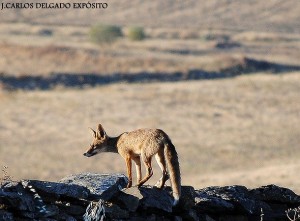 Zorro (Vulpes vulpes)joven nacido en 2010, fotografiado el 16 de julio de 2010 : Juan Carlos Delgado Expósito.