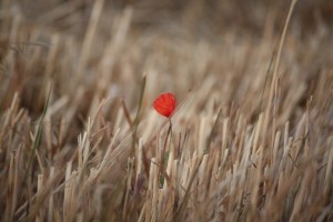 Flor de amapola sobre rastrojo de trigo/ Aceytuno