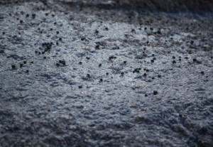 Mejillas o semillas de mejillón  sobre roca/ Aceytuno