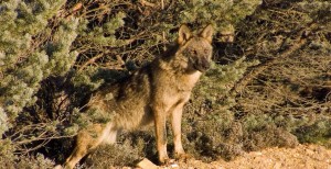 Lobo salvaje (Canis lupus) en la Sierra de la Culebra / Vicente Matellán