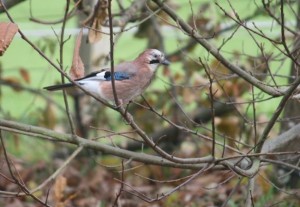 Arrendajo (Garrulus glandarius) con azul Chardin en las plumas / Aceytuno