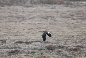 Avefría en vuelo / Aceytuno