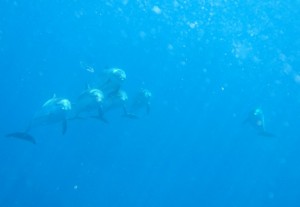 Delfines haciendo aros de aire / Cristóbal Richart de Buceolarestinga.com