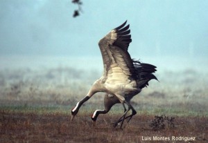 Grullas fotografíadas en Candeleda en un claro entre la niebla/ Luis Montes Rodríguez