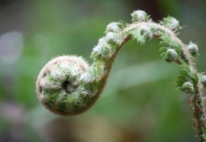 La forma suele ser la función/ Fronde de helecho arrollado en espiral antes de desplegarse/ Aceytuno