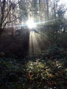 Luz de bosque al atardecer el 2-1-2015 / Aceytuno