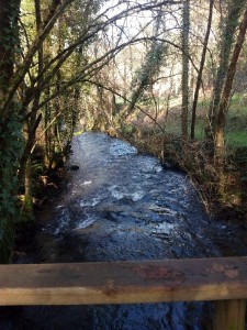 Río de los Caballos orlado de ameneiros el 2-1-2015/ Aceytuno