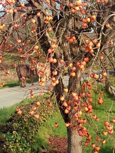 Vacas y caquis (Diospyros spl) tras el forrajeo de los estorninos el 2-1-2015/ Aceytuno