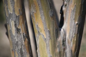 Tronco del árbol de Júpiter en el parque de la Fuente del Berro (10-1-2015) / Aceytuno