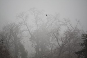 Parque del Retiro el 15-1-2015