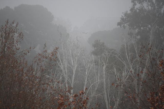 Niebla, esta mañana