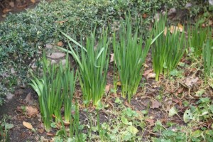 Turiones de narciso el 25-1-2015 en el jardincillo por el que fuera feliz Lope de Vega / Aceytuno