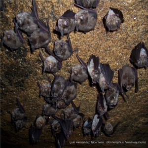 Murciélagos cavernícolas (Rhinolophus ferrumequinum)  / Luis Hernández Tabernero