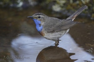 Pechiazul medalla blanca (Luscinia svecica cyanecula)  / Juan Carlos Martínez Salvadores