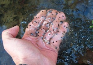 Puesta de rana bermeja (Rana temporaria) en un charco de los montes Orduntes en invierno / J. Antúnez