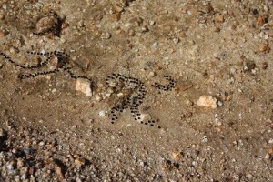 Puesta de sapo corredor (Bufo calamita) al inicio de la primavera en curso de regato arenoso/ Aceytuno