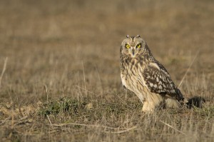 Lechuza campestre o Búho campestre (Asios flammeus) en Villafáfila, enero 2015 / Javier Valladares