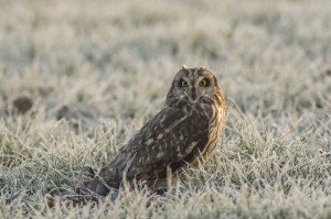 Lechuza campestre o Búho campestre (Asios flammeus) en Villafáfila, enero 2015 / Javier Valladares