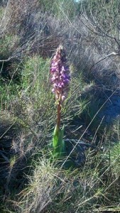 Barlia (Barlia robertiana o Himantoglossum robertianum) : Autor- Pedro Solano