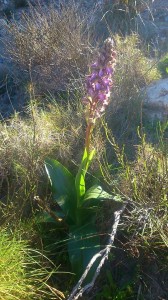 Barlia (Barlia robertiana o Himantoglossum robertianum) / Pedro Solano