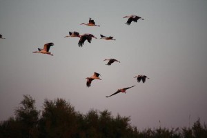 Cigüeñas al atardecer en Vadancho / Aceytuno