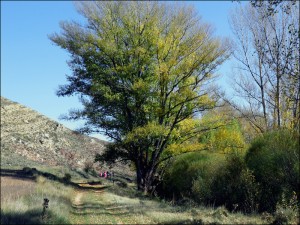 Chopo cabacero del camino del Remolinar de Aguilar del Alfambra (Teruel)/ por cortesía de Chabier de Jaime Lorén (Centro de Estudios del Jiloca)