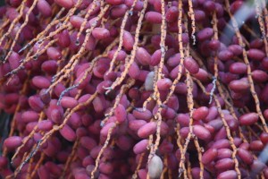 Dátiles de palmera canaria / Aceytuno