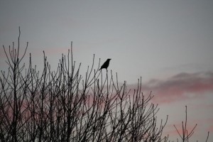 Cuervo mirando hacia el este, graznando al amanecer al sol.