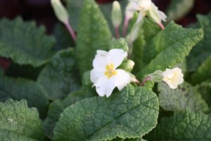 Flor de la prímula.