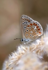 Ícaro (Polyommatus icarus ) con sus fimbrias blancas en el borde de las alas/ María Jesús López B.