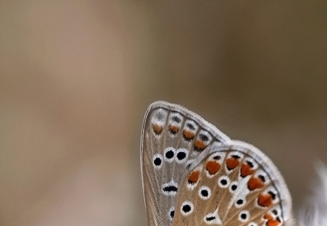 Detalle de las fimbrias