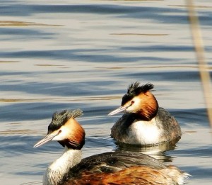 Pareja de somormujos lavancos (Podiceps cristatus – Great Crested Grebe) / Rafa Torralba  elnidoderafa.blogspot.com