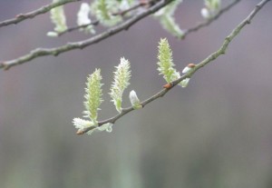 Sauce blanco (Salix alba) / Aceytuno 